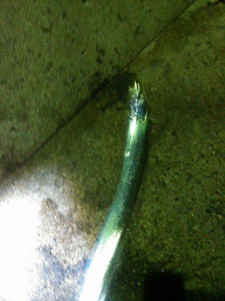 突風サーべリングナイト！❤